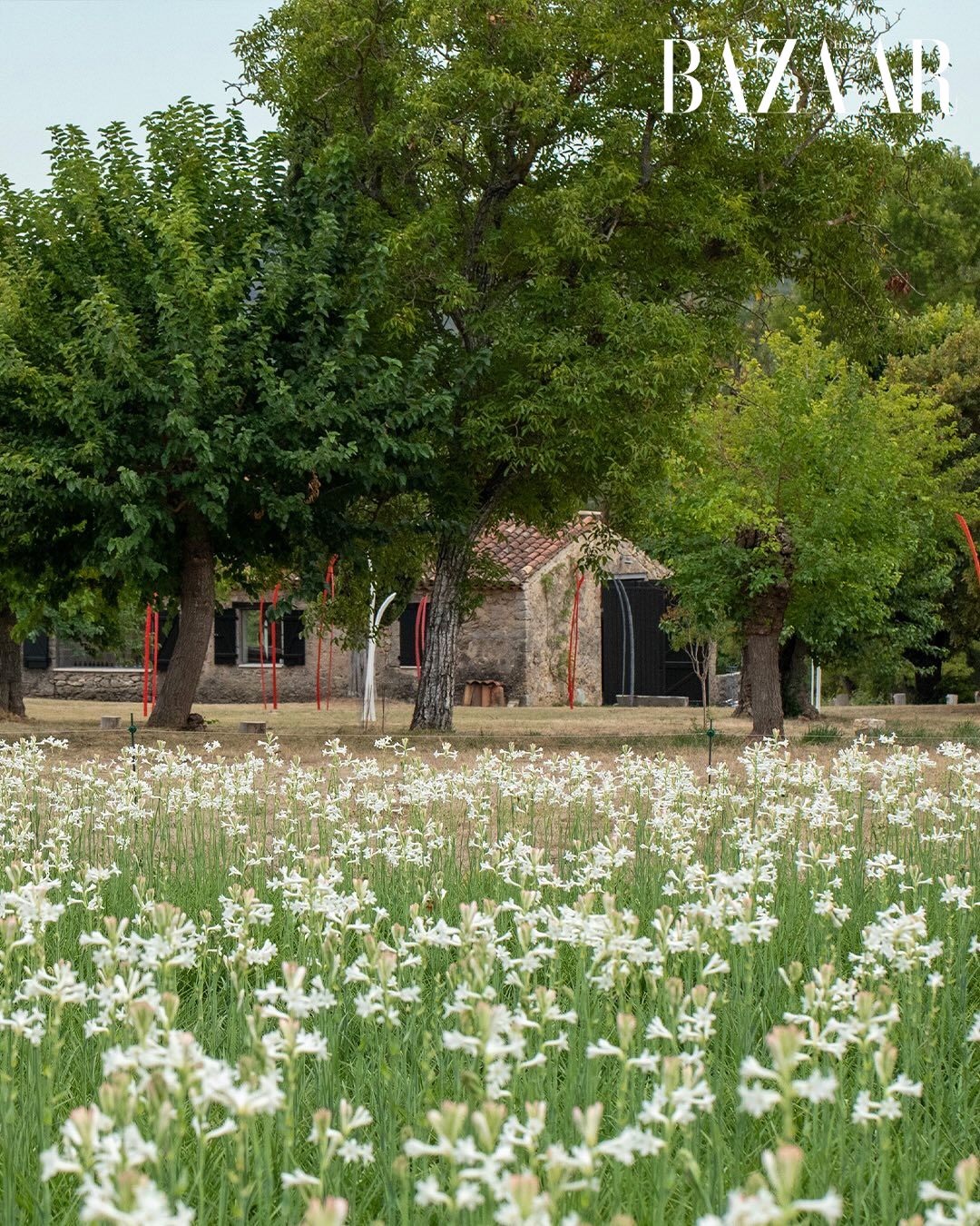 Những cánh đồng hoa hồng - Image Event Những cánh đồng hoa hồng - Image Event