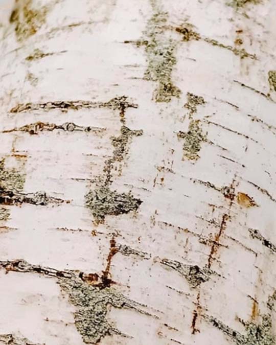 Falcon Leather - Extrait de Parfum | Matiere Premiere - Image Falcon's Gloves