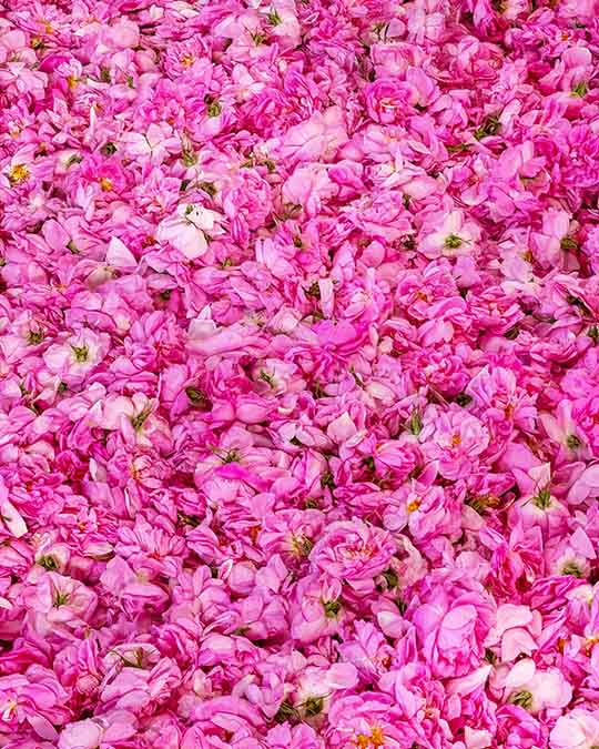 Radical Rose - Extrait de Parfum | Matiere Premiere - Image Rose of Grasse