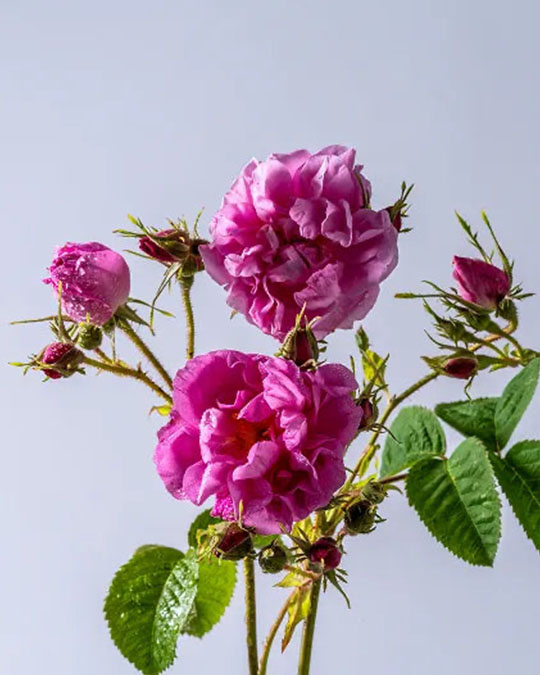 Radical Rose - Extrait de Parfum | Matiere Premiere - Image Centifolia Rose Absolute