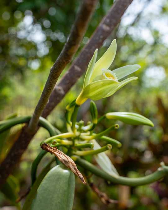 Vanilla Powder - Extrait de Parfum | Matiere Premiere - Image Vanilla Absolute