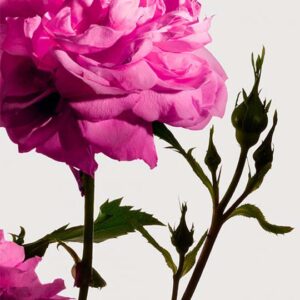 Radical Rose - Image Banner Rose Centifolia Grasse - Matiere Premiere - VRGaleries