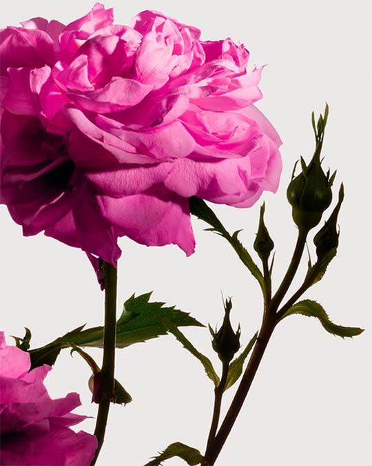 Matiere Premiere | Hand & Body - Radical Rose - Image Banner Rose Centifolia Grasse Radical Rose - Image Banner Rose Centifolia Grasse - Matiere Premiere - VRGaleries