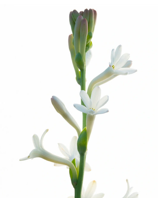 French Flower - Eau de Parfum | Matiere Premiere - Image Tuberose from Grasse