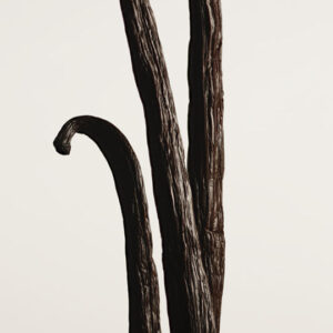 hinh-anh-banner-nuoc-hoa-matiere-premiere-vanilla-powder-vanilla-absolute-notes