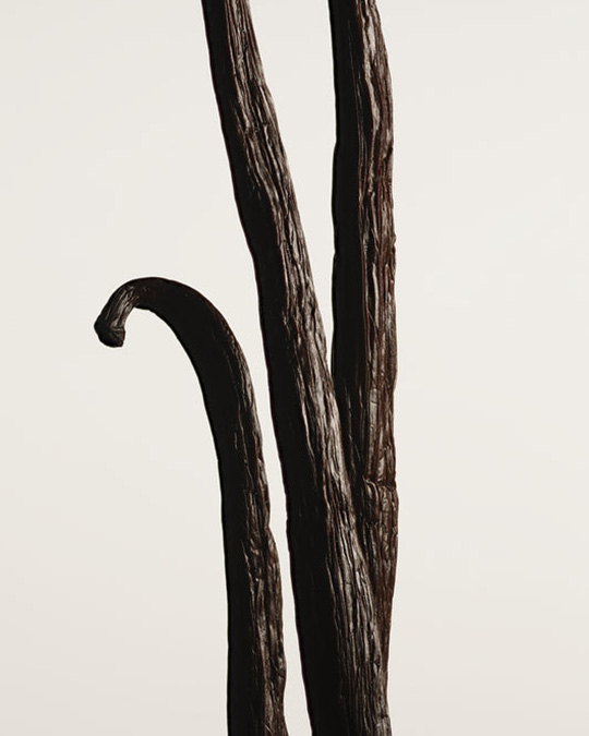hinh-anh-banner-nuoc-hoa-matiere-premiere-vanilla-powder-vanilla-absolute-notes