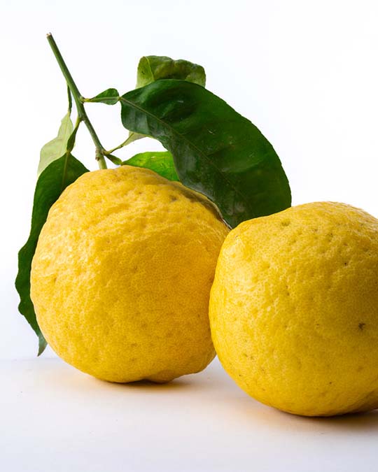 Cologne Cédrat - Eau de Parfum | Matiere Premiere - Image Italian Citron