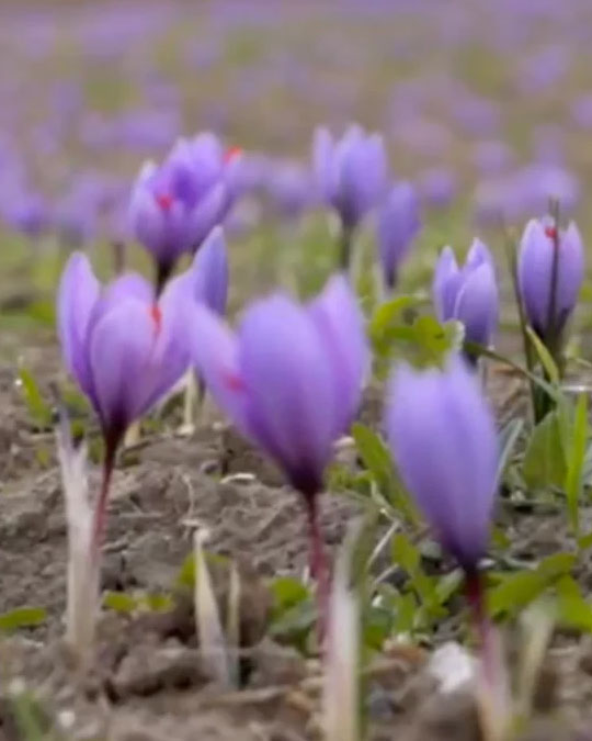 Crystal Saffron - Eau de Parfum | Matiere Premiere - Image Saffron Grown in Greece