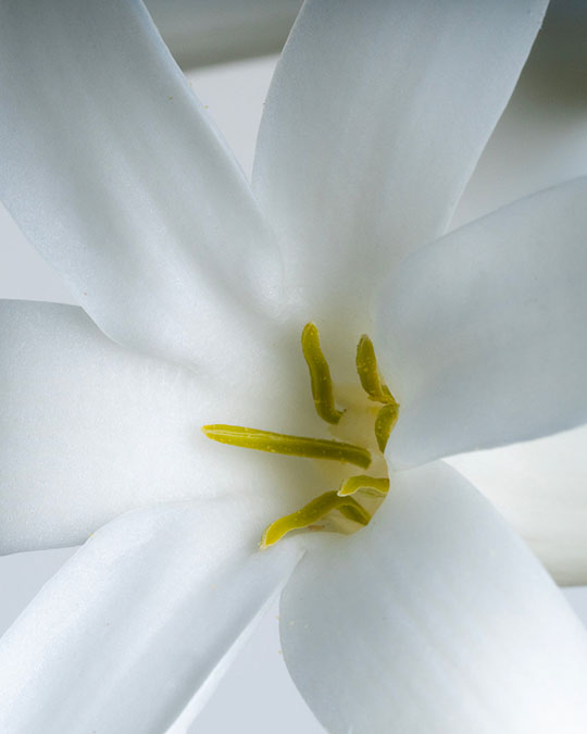 French Flower - Eau de Parfum | Matiere Premiere - Image The Intoxicating Scent of a Tuberose