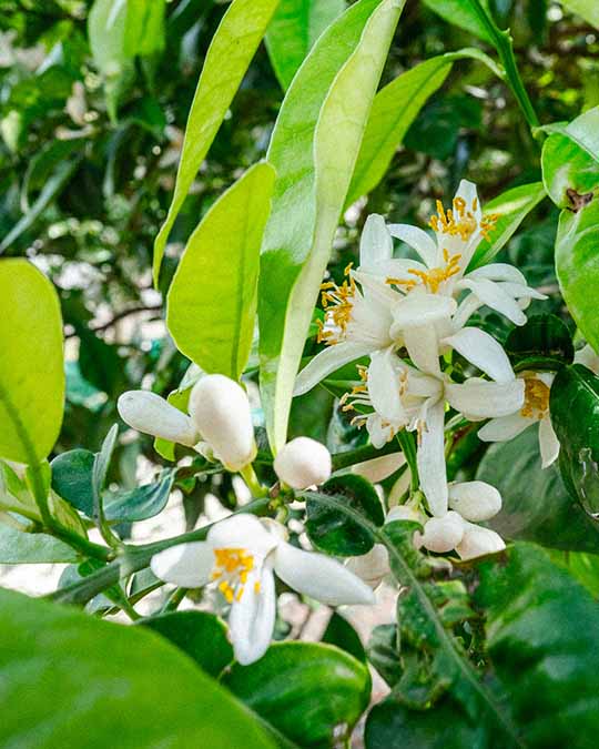 Neroli Oranger - Eau de Parfum | Matiere Premiere - Image Orange Blossom
