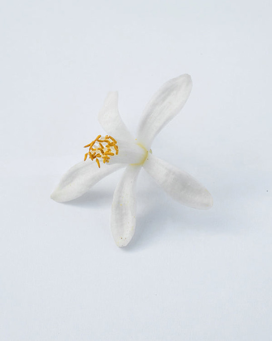 Neroli Oranger - Eau de Parfum | Matiere Premiere - Image The Purity of Orange Blossom