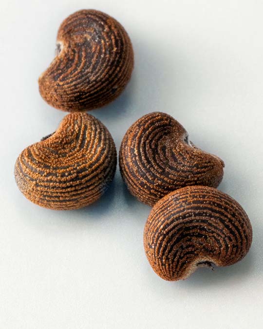 Parisian Musc - Eau de Parfum | Matiere Premiere - Image Amrette Seed