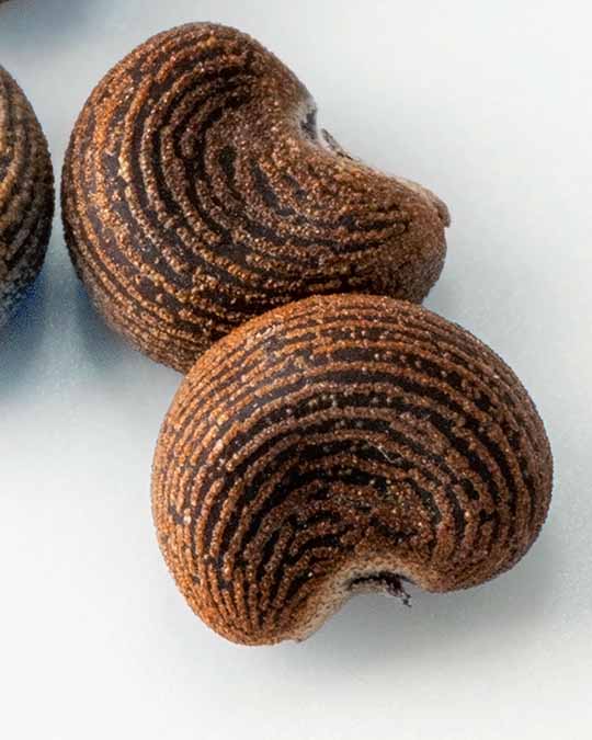 Parisian Musc - Eau de Parfum | Matiere Premiere - Image Ambrette-A Plant Musk