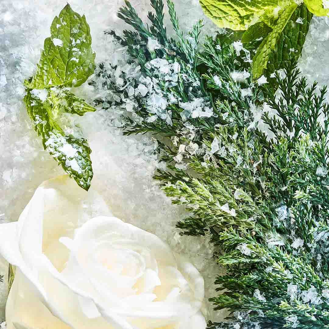 ROJA | Isola Collection - Isola Snow Parfum - Image Snow Ingredients Isola Snow Parfum - Image Snow Ingredients - Isola Collection | ROJA - VRGaleries