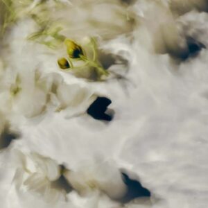 Jasmine White Morfeen - Image Jasmine Flowers - Extrait de Parfum | Senxsent - VRGaleries