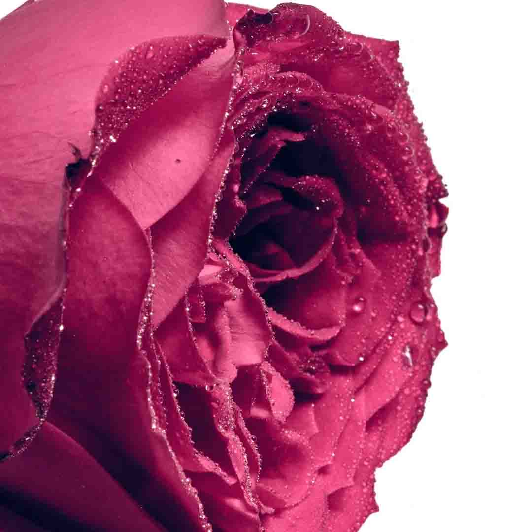 Rose Bourbon Coffee - Extrait de Parfum | Sensxsent Parfums - Image Rose de Mai from Grasse