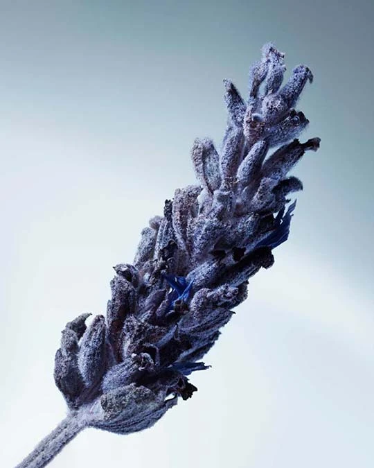 image-banner-matiere-premiere-lavandin-fragrance
