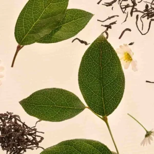 Serenity Blend EDP - Image Mate Tea - Art Collection | ROJA - VRGaleries