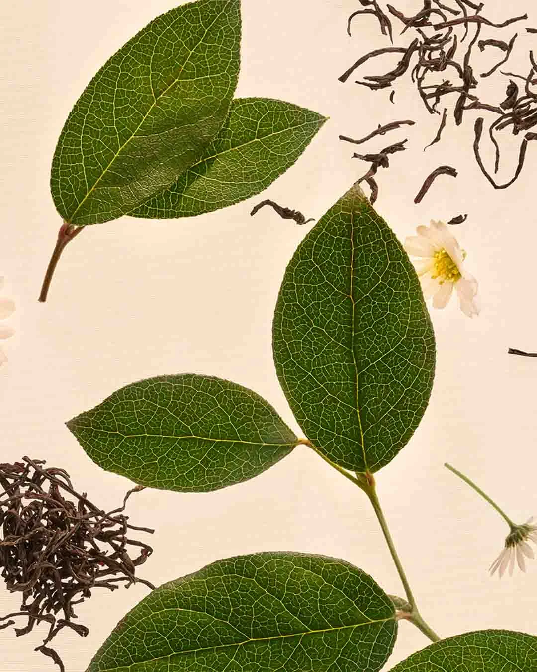 ROJA | Art Collection - Serenity Blend EDP - Image Mate Tea Serenity Blend EDP - Image Mate Tea - Art Collection | ROJA - VRGaleries