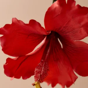 sensxsent-hibiscus-sapa-edp-rose-notes