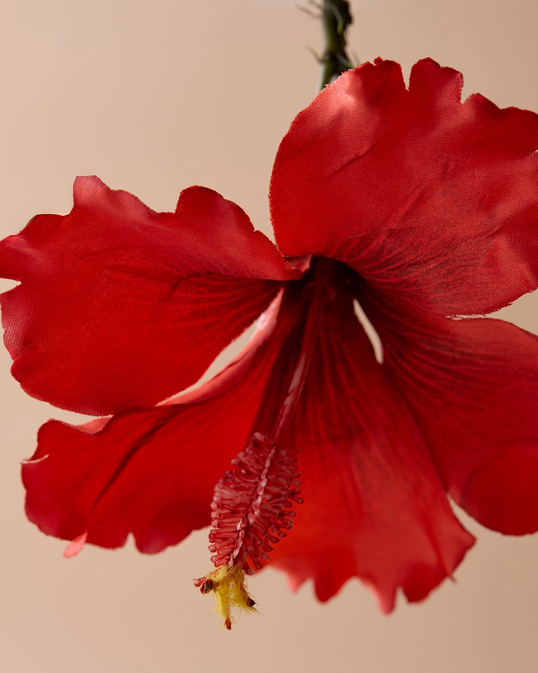 sensxsent-hibiscus-sapa-edp-rose-notes